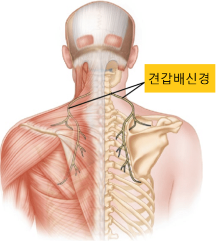이수한의원 건강 칼럼 이미지